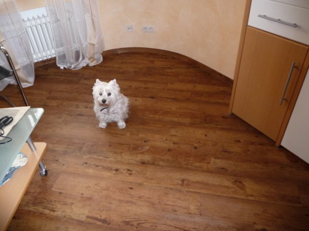 CV-Designbelag mit Westie